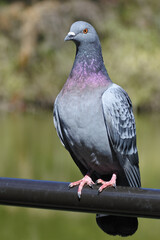 Pigeon is having a rest against the background of park bush and pond.