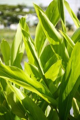fresh green alpinia galanga plant in nature garden