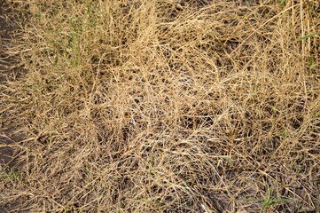 close up dry grass texture in country farm