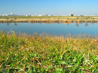 若草生える早春の土手から見る江戸川風景