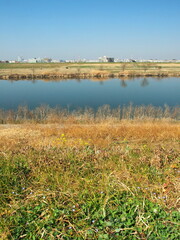 若草生える早春の土手から見る江戸川風景
