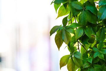 colorful autumn ivy leaves on a defocused old city street background
