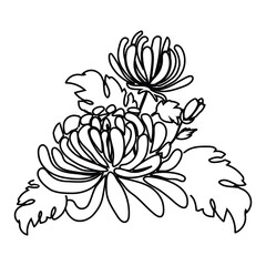 Chrysanthemum two flowers black and white, outline sketch vector illustration