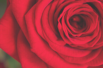 Macro shot of a beautiful red bush rose , against a blurred background with bokeh effect. 