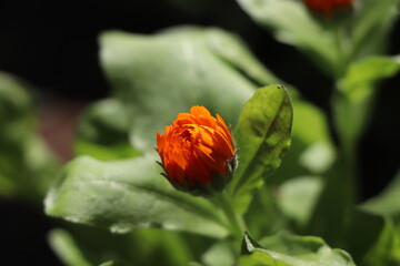 close-up calendula bud, Calendula officinalis, pot marigold, common marigold
