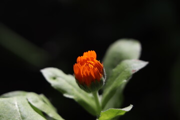 close-up calendula bud, Calendula officinalis, pot marigold, common marigold
