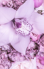 White and violet orchid phalaenopsis flower fragment. Macro floral background.