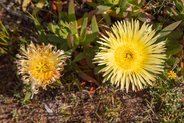 Wildflower of South Africa: The yellow flower of the succulent Carpobrotus edulis seen in natural habitat close to Darling in the Western Cape