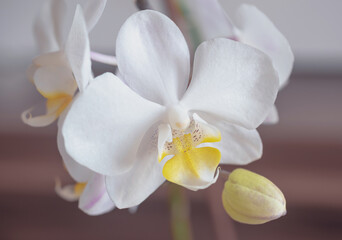 Blooming white and purple orchid. Macro photo.