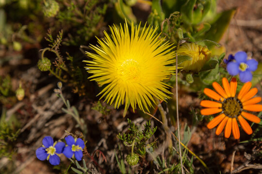 Yellow flower of Carpobrotus edulis seen close to Darling in the Western Cape of South Africa