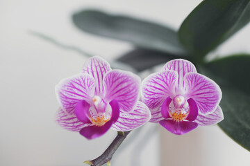 Blooming white and purple orchid. Macro photo.