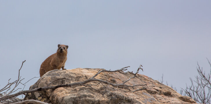 Rock dassie sitting on a stone in the Cedarberg Mountains in the Western Cape of South Africa