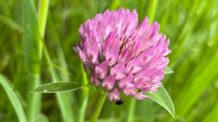 flower with dew drops