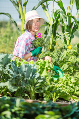 person working in garden. Young woman in summer field garden planting watering care about rows, plants