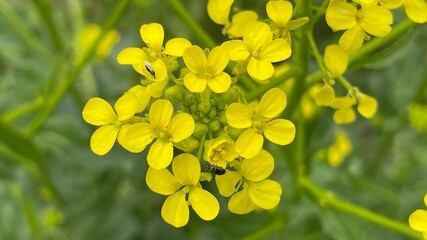 yellow flowers in the garden