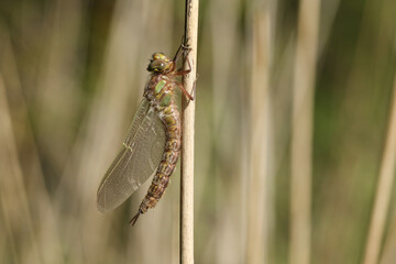 A newly emerged Hairy Dragonfly, Brachytron pratense, drying out on a reed in the early morning sunlight.