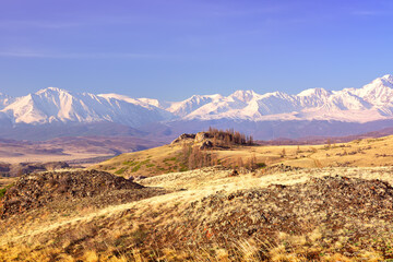 Naklejka premium The North-Chui range in the Altai Mountains. Rocks and dry grass on a mountainside, snow-capped mountains in the distance under a blue sky. Pure Nature of Siberia, Russia