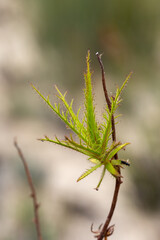 Close-up of a single leaf of Roridula dentata, a carnivorous plant, in natural habitat in the Cederberg Mountains in the Western Cape of South Africa