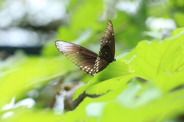 butterfly on a flower