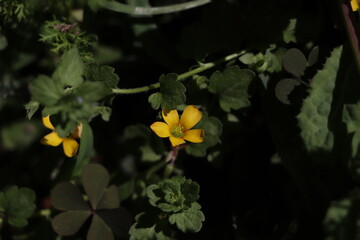 yellow flower in the garden, Oxalis 