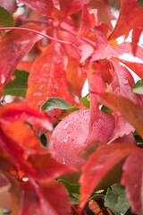 One red apple covered in water hanging on a tree branch, surrounded by bright red leaves.