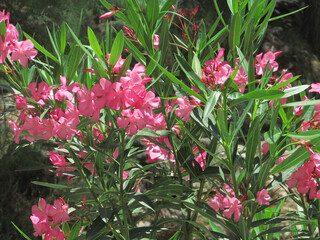 Kreta: Wandern in der Samaria-Schlucht