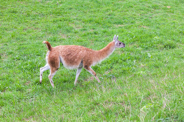guanaco walking on green grass