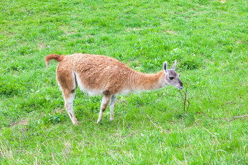 fluffy guanaco on green grass