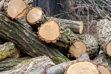 Pile of wood logs. Wooden energy industry concept. Stacked wood picture