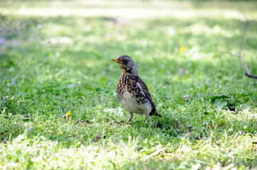 Fototapeta premium blackbird in the grass on a green meadow in the 
