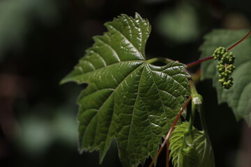 close-up vine leaves
