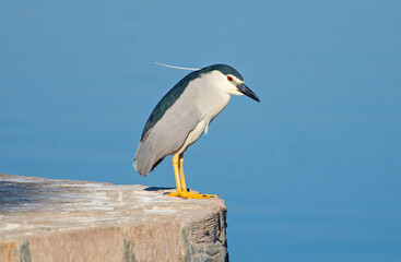 Black-crowned night heron perched on edge of wall