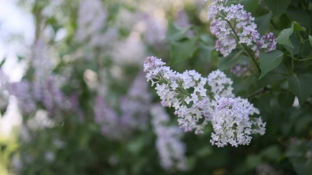 A shrub of blooming lilac close-up. Purple flowers with many petals. Sunny day. Celebration.