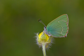 Callophrys rubi,min butterfly with a wonderful green color