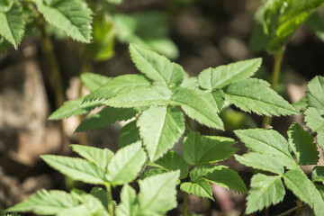 Aegopodium podagraria est valde utilis medicinae herba