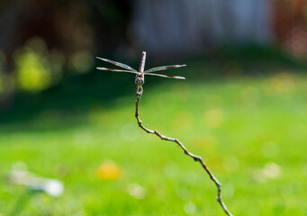 Closeup detail of wandering glider dragonfly on wooden twig