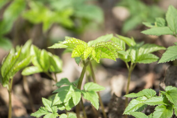 Aegopodium podagraria, utilis medicinae herba crescit in silvis et hortis
