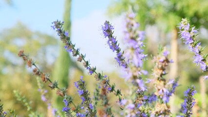 Fototapeta na wymiar Purple lavender flowers on the field.