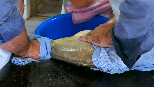 Spawning Carp Fish ; Taking eggs from a female carp for artificial insemination