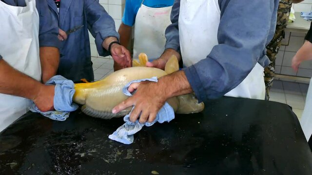 Female Carp for Spawning ; Taking eggs from a female carp for artificial insemination