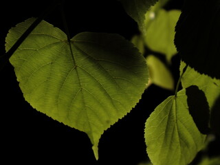 Lipa © Maciej Bonk