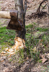 an axe descending on a tree trunk, cutting down trees