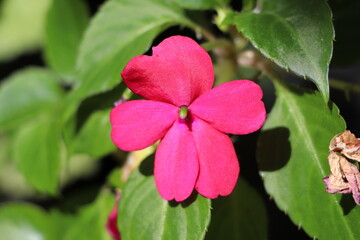 close-up photo of pink blooming impatiens walleriana
