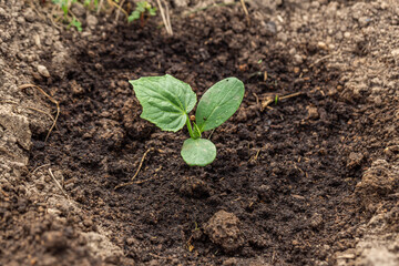 Young sprout new cucumber plant at soil