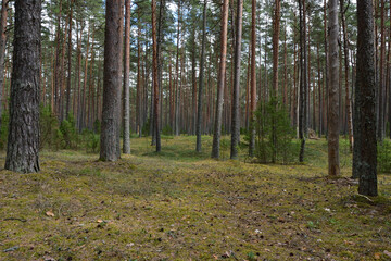 Inside the pine forest, the soil is covered with yellow-green moss and strewn with cones and old needles, among the mast pines are evergreen juniper bushes, light clouds.