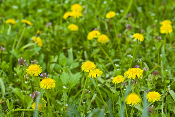 Blooming yellow dandelion flowers Taraxacum officinale in a spring meadow.