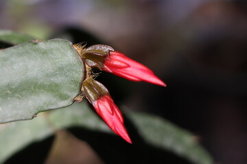 close-up photo of red blooming christmas cactus bud
