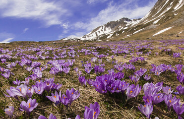 Spring wonderland with crocus vernus flowering in the italian mountain