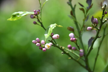 Obraz premium レモンの花