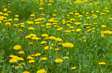 Blooming yellow dandelion flowers Taraxacum officinale in a spring meadow.